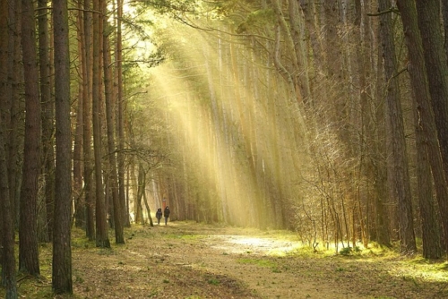 Forest 7179046 640